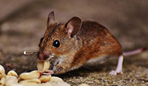 commercial-pest-management Experts in Pitkin